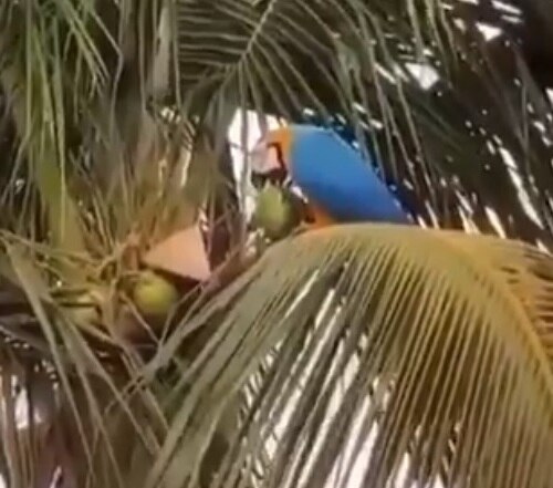 Viral video: parrot drinks coconut water নারকেল গাছে বসে ডাবের জল খাচ্ছে তোতাপাখি, ভিডিও ভাইরাল সোশ্যাল মিডিয়ায়