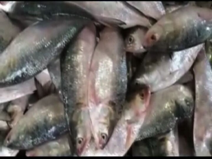 1.5 tonnes of Ilish Hilsa fishes netted at Digha সুখবর! দিঘায় দু'দিনে উঠল প্রায় দেড় টন বড় ইলিশ