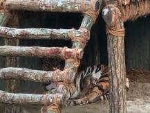 ছবিতে দেখুন: জন্ম নিল তিনটি ব্যাঘ্র শাবক, শিলিগুড়ির বেঙ্গল সাফারিতে খুশির হাওয়া