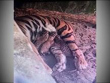 ছবিতে দেখুন: জন্ম নিল তিনটি ব্যাঘ্র শাবক, শিলিগুড়ির বেঙ্গল সাফারিতে খুশির হাওয়া