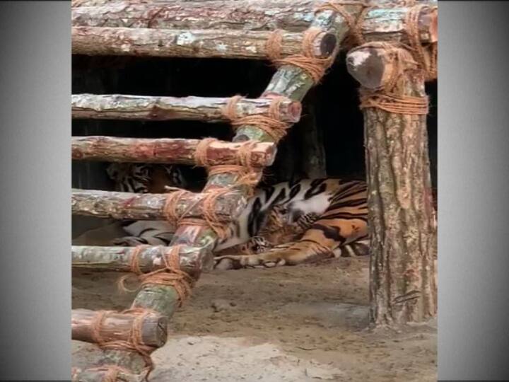 বছর তিনেক আগে শীলা জন্ম দেয় তিনটি শাবকের। মুখ্যমন্ত্রী তাদের নাম রাখেন কিকা, ইকা, রিকা। পরে অসুস্থতার কারণে একটি শাবক মারা যায়। 