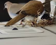 ভাইরাল ভিডিও: বাসা বেঁধেছে পাখি, এই গাড়ি ব্যবহার করছেন না দুবাইয়ের যুবরাজ,