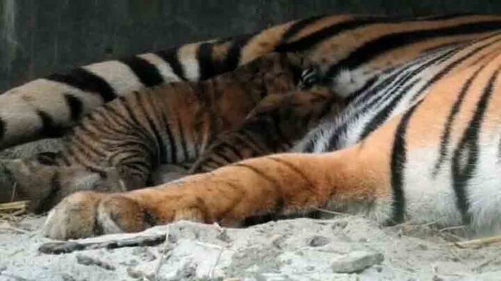 তবে, শিলার এই তিন শাবক চাঙ্গা রয়েছে বলে বেঙ্গল সফরির তরফে জানানো হয়েছে।