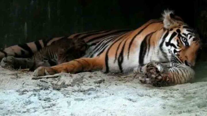 বছর তিনেক আগেও বাঘিনী শিলা তিনটি সন্তানের জন্ম দেয়। খোদ মুখ্যমন্ত্রী তাদের নাম রেখেছিলেন-কিকা, ইকা আর রিকা। তবে অসুস্থতার কারণে একটি শাবক মারা যায়। 