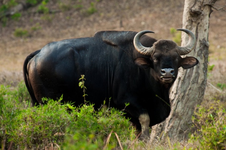 After Kerala, now its West Bengal, poachers killed a bison in Gorumara পাহারা থাকা সত্ত্বেও কীভাবে গরুমারায় খুন হল বাইসন? উঠেছে প্রশ্ন