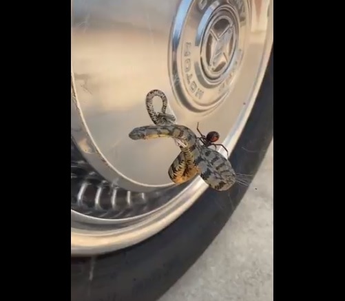 Black widow spider caught a snake Viral Video: জালে জড়িয়ে সাপকে মেরে ফেলল মাকড়শা!