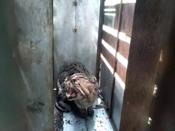 North 24 Parganas: Fishing cat rescued at Duttapukur দত্তপুকুরে মুরগির ফার্মে ধরা পড়ল বাঘরোল, উদ্ধার করে নিয়ে গেল বন দফতর