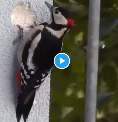 বাসা বাঁধতে দেওয়ালে ঠোক্কর ‘শহুরে’ কাঠঠোকরার! ভিডিও ভাইরাল Viral video Woodpecker digging nest in concrete wall Twitter reacts বাসা বাঁধতে দেওয়ালে ঠোক্কর ‘শহুরে’ কাঠঠোকরার! ভিডিও ভাইরাল