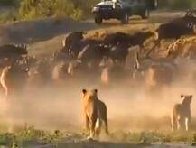 দেখুন ভিডিও: আক্রমণ করতে গিয়েছিল দুই সিংহ, দলবল নিয়ে তেড়ে এল মহিষরা, তারপর যা ঘটল