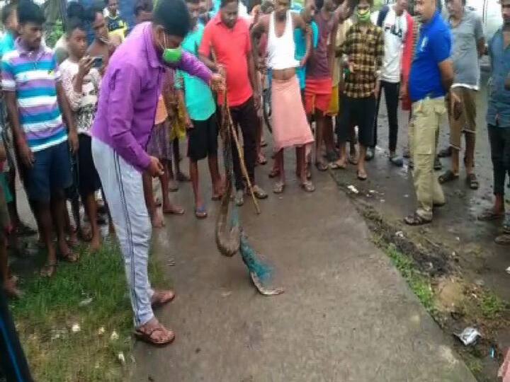 বনদফতরকে খবর দেওয়া হয়।