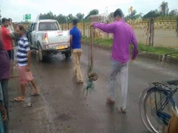 কাঁকসায় এই ধরনের সাপ আগেও কয়েক বার দেখা গেছে।