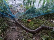 চাষের জমিতে আটকে পড়েছে বিশালাকার ময়াল সাপ! দেখতে ভীড় করল উৎসাহী জনতার