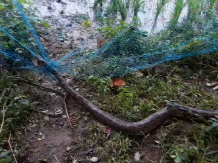 আজ সকালে ক্ষেতের জালে আটকে পড়ে এই পাইথন বা ময়াল সাপটি।