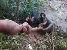 চাষের জমিতে আটকে পড়েছে বিশালাকার ময়াল সাপ! দেখতে ভীড় করল উৎসাহী জনতার