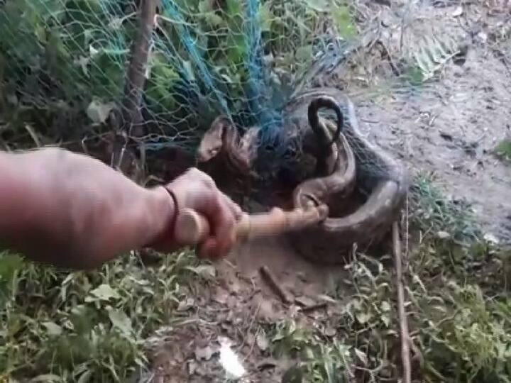 দুর্গাপুরের কাঁকসা থানা র পানাগড় এলাকা থেকে উদ্ধার বিশালাকার পাইথন।