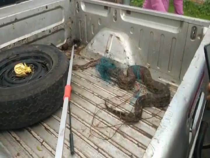 বনদফতরের কর্মীরা সাপটিকে উদ্ধার করে নিয়ে যায়।