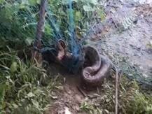 চাষের জমিতে আটকে পড়েছে বিশালাকার ময়াল সাপ! দেখতে ভীড় করল উৎসাহী জনতার