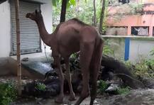 মালিক নেই, আমবাগান থেকে উট উদ্ধার করে ২২ দিন আপ্যায়ন করে রাজস্থান পাঠাল মালদা পুলিশ