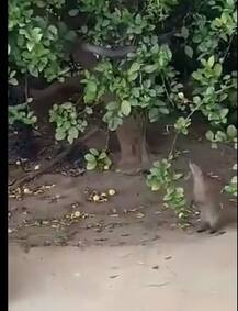 দেখুন: ঝাঁপ দিয়ে গাছের ডাল থেকে সাপ শিকার নেউলের