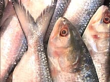 মহালয়ার আগেই কলকাতার বাজারে পৌঁছে গেল পদ্মার ইলিশ... দেখুন ছবি