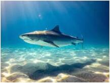 করোনা ভ্যাকসিন তৈরি করতে মারা পড়বে পাঁচ লক্ষ হাঙর! কপালে চিন্তার ভাঁজ বন্যপ্রাণ বিশেষজ্ঞদের