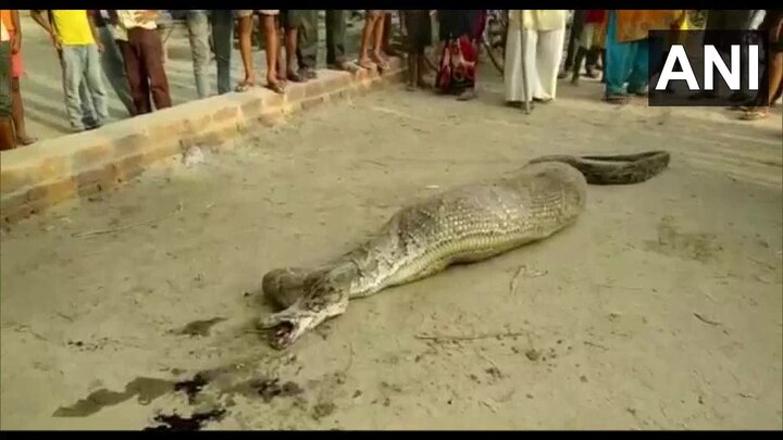 Uttar Pradesh: A python was rescued from Sihari village in Rampur বড়সড় ছাগল খেয়ে নড়াচড়ায় অক্ষম পাইথনকে উদ্ধার করল বন দফতর