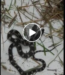 ঘরে ঢুকে পড়ল দুই মাথাওয়ালা সাপ! ভিডিও তুলে সোশ্যাল মিডিয়ায় শেয়ার করলেন মহিলা