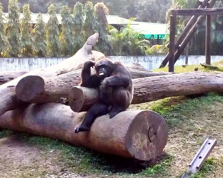 Alipore Zoo reopens, Chimpanzee Babu was morose not to see crowd, trainer says to ABP LIVE লকডাউনে ফাঁকা চিড়িয়াখানা, মনমরা বাবু, ফের লোকজন দেখেই আহ্লাদে আটখানা