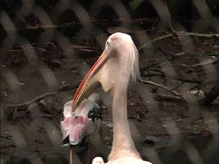দীর্ঘ ৬ মাসে চিড়িয়াখানা বন্ধ থাকার সময়কালে, পার্কটিকে নতুন করে সাজিয়ে তোলা হয়। এতে পর্যটকদের কাছে এর আকর্ষণ আরও বাড়বে বলে আশাবাদী কর্তৃপক্ষ।