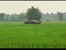 দেখুন, দল বেঁধে দাঁতালের দাপাদাপি তিন জেলায়, বাঁকুড়া, ঝাড়গ্রাম, আলিপুরদুয়ারে ছড়াল হাতি-আতঙ্ক
