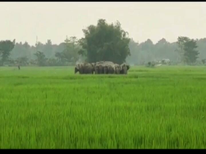 হাতির হানা আলিপুরদুয়ারে। শনিবার সকালে বক্সা ব্যাঘ্র প্রকল্পের ভলকা রেঞ্জের জঙ্গল থেকে বেরিয়ে আসে ৮-১০টি হাতি।