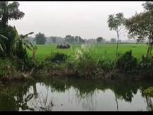 দেখুন, দল বেঁধে দাঁতালের দাপাদাপি তিন জেলায়, বাঁকুড়া, ঝাড়গ্রাম, আলিপুরদুয়ারে ছড়াল হাতি-আতঙ্ক