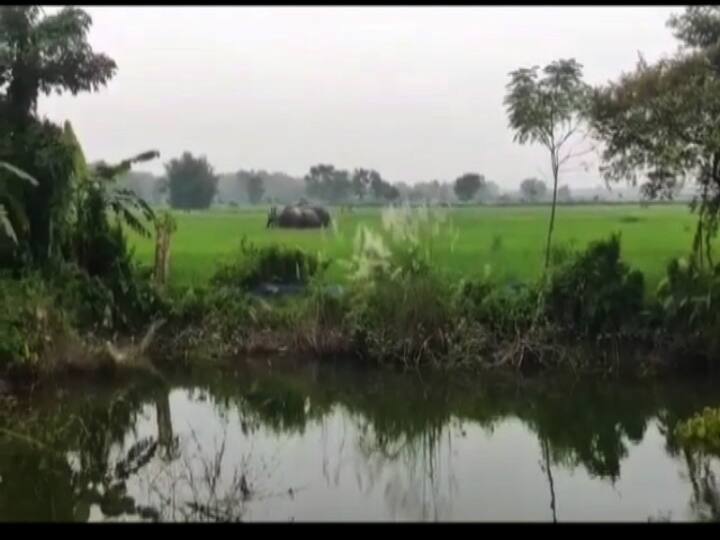 কুমারগ্রামের পাকড়িগুড়ি এলাকায় দাপিয়ে বেড়ায় তারা। এলাকার মানুষ আতঙ্কিত হয়ে পড়ে। 