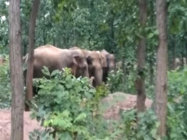 গত কয়েকদিন ধরে বাঁকুড়ার বেলিয়াতোড় ও বড়জোড়ায় দাপিয়ে বেড়াচ্ছে হাতির দল। 