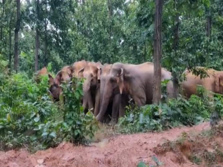পশ্চিম মেদিনীপুর থেকে আসা দলটিতে রয়েছে ২৫-৩০টি হাতি। ফসল তোলার সময় হাতির হানায় আতঙ্কিত গ্রামবাসীরা। 