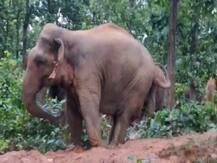 দেখুন, দল বেঁধে দাঁতালের দাপাদাপি তিন জেলায়, বাঁকুড়া, ঝাড়গ্রাম, আলিপুরদুয়ারে ছড়াল হাতি-আতঙ্ক