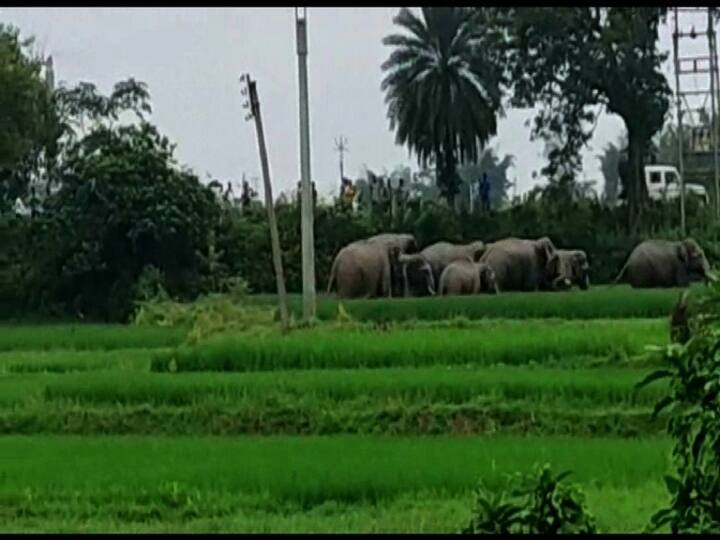স্থানীয় দুর্গা মণ্ডপ, কালী মন্দির, বিডিও অফিস চত্বরে ঘুরে তারা আশ্রয় নেয় খড়জোড়া গ্রামে। 