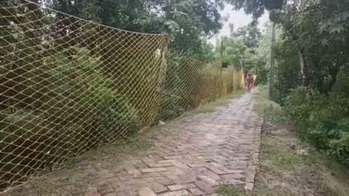 এরপর ভোররাতে ফের দেখা দেয় রয়্যাল বেঙ্গল। 