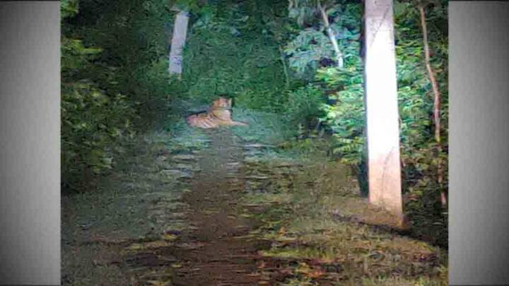 লোকালয়ে দেখা দিয়ে ফের জঙ্গলে ফিরল রয়্যাল বেঙ্গল। গতকাল সন্ধেয় দক্ষিণ ২৪ পরগনার কুলতলির মৈপীঠ বৈকুণ্ঠপুরে প্রথমবার বাঘটিকে দেখতে পান স্থানীয় বাসিন্দারা।