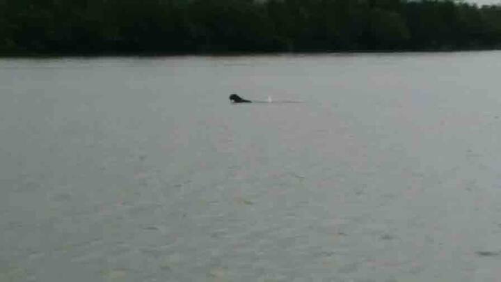 সেইসময় তাকে ধাওয়া করে আজমলমাড়ির জঙ্গলে পৌঁছে দেন বন কর্মীরা। বন দফতরের তরফে জানানো হয়েছে, ওই এলাকায় বিশেষ নজরদারি চালানো হচ্ছে।