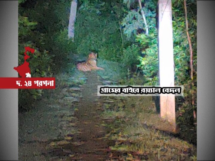 Tiger in Kultali, people worried জ্যোৎস্নায় হলদে কালো ওটা কী? রাস্তায় বসে রয়্যাল বেঙ্গল, দেখলেন কুলতলির বাসিন্দারা