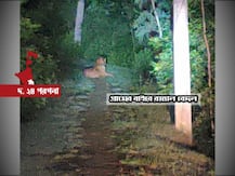 জ্যোৎস্নায় হলদে কালো ওটা কী? রাস্তায় বসে রয়্যাল বেঙ্গল, দেখলেন কুলতলির বাসিন্দারা