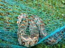 ক্ষেতের জালে আটকে ৯ ফুট লম্বা ময়াল! পুরুলিয়ার পুঞ্চায় উপচে পড়ল ভিড়