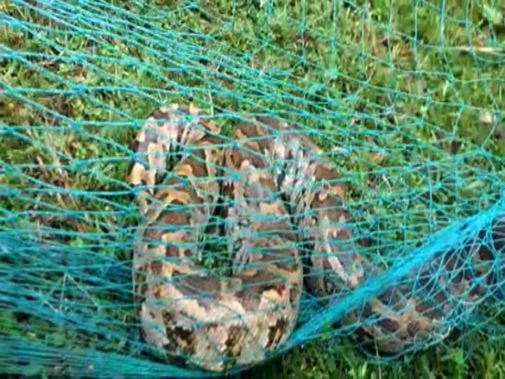 সকাল-সকাল ধানক্ষেতের কাছে গিয়ে চক্ষু চড়কগাছ কৃষকদের। ধানক্ষেতের পাশে জালে আটকে বিশালাকার ময়াল। 