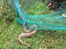 ক্ষেতের জালে আটকে ৯ ফুট লম্বা ময়াল! পুরুলিয়ার পুঞ্চায় উপচে পড়ল ভিড়