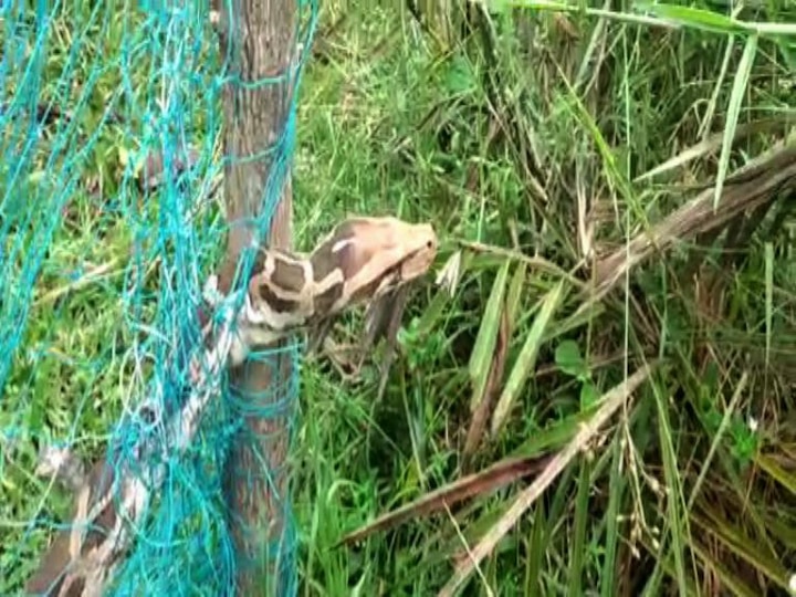 মুহূর্তে খবর ছড়িয়ে পড়ে। বিশালাকার সাপ দেখতে ভিড় করেন আশপাশের গ্রামের বাসিন্দারা।  