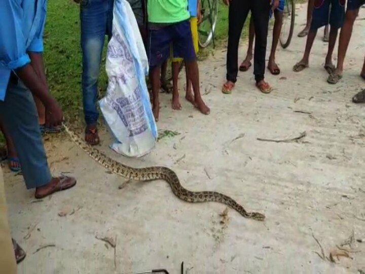 বন দফতরের অনুমান, গ্রামের পাশে থাকা নদী থেকেই সাপটি খাবারের সন্ধানে ধানক্ষেতের কাছে চলে আসে। 