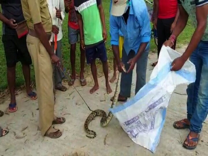 বন দফতর সূত্রে খবর, প্রাথমিক শুশ্রুষার পর, সাপটিকে পুঞ্চার পার্শ্ববর্তী জঙ্গলে ছেড়ে দেওয়া হবে। 