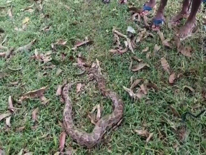 খবর পেয়ে বনদফতরের কর্মীরা এসে সাপটিকে উদ্ধার করে নিয়ে যায়। 