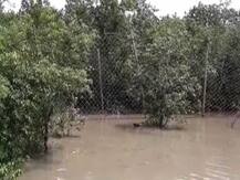 সুন্দরবনে খাঁচাবন্দি রয়্যাল বেঙ্গল, ফিট সার্টিফিকেট মিললেই যাবে দূরের জঙ্গলে...